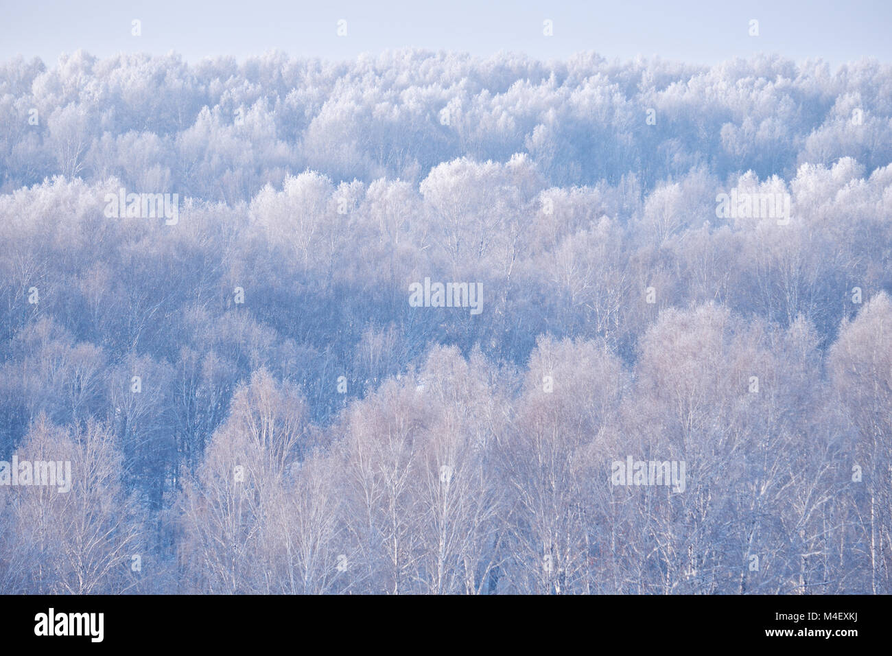 Russia asia siberia birch forest hi-res stock photography and images ...
