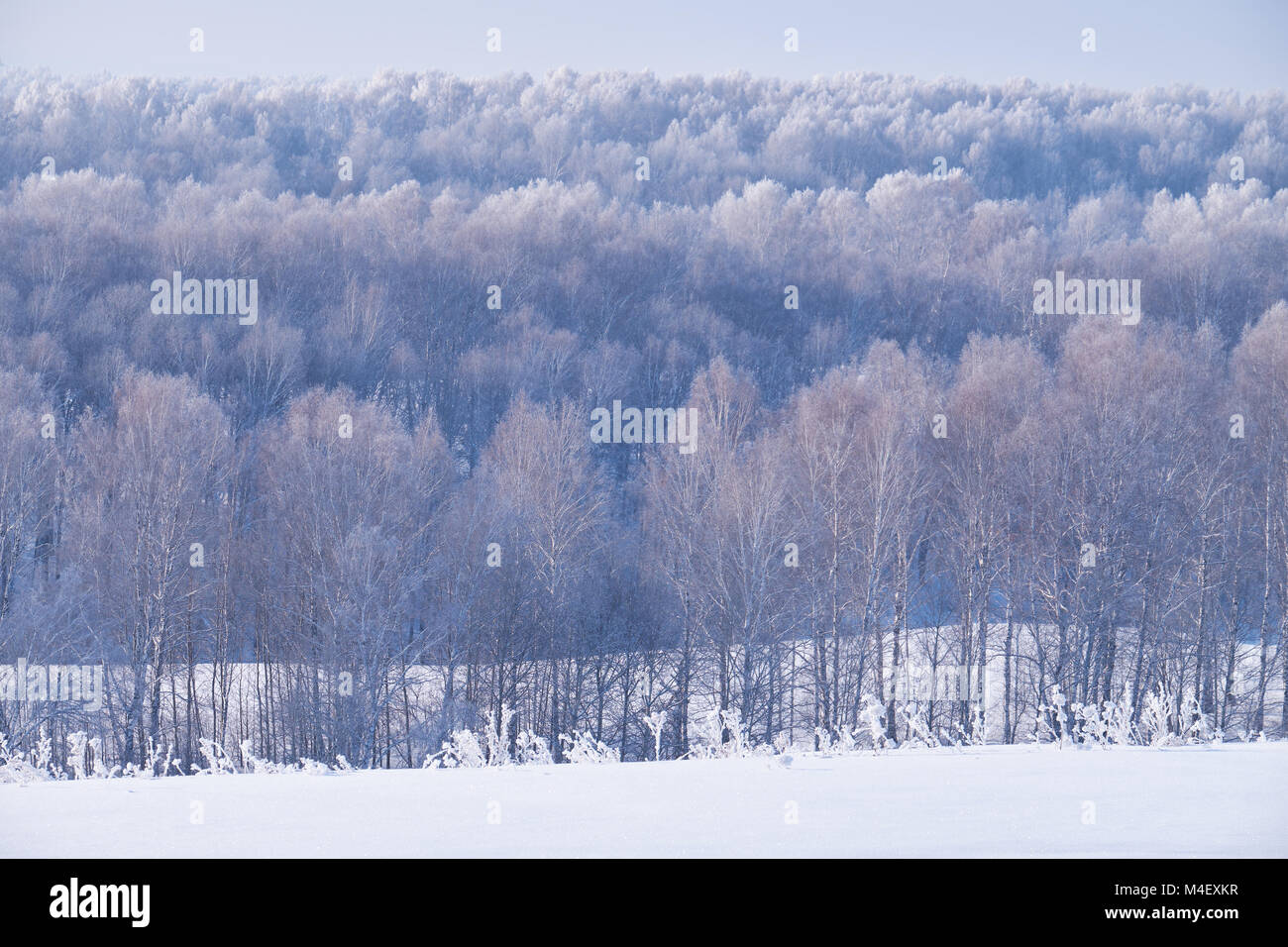 Russia asia siberia birch forest hi-res stock photography and images ...