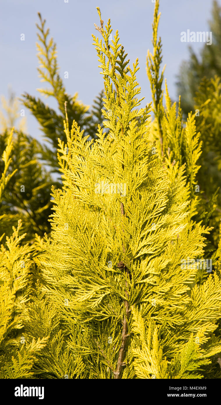 Cypress shrub hires stock photography and images Alamy