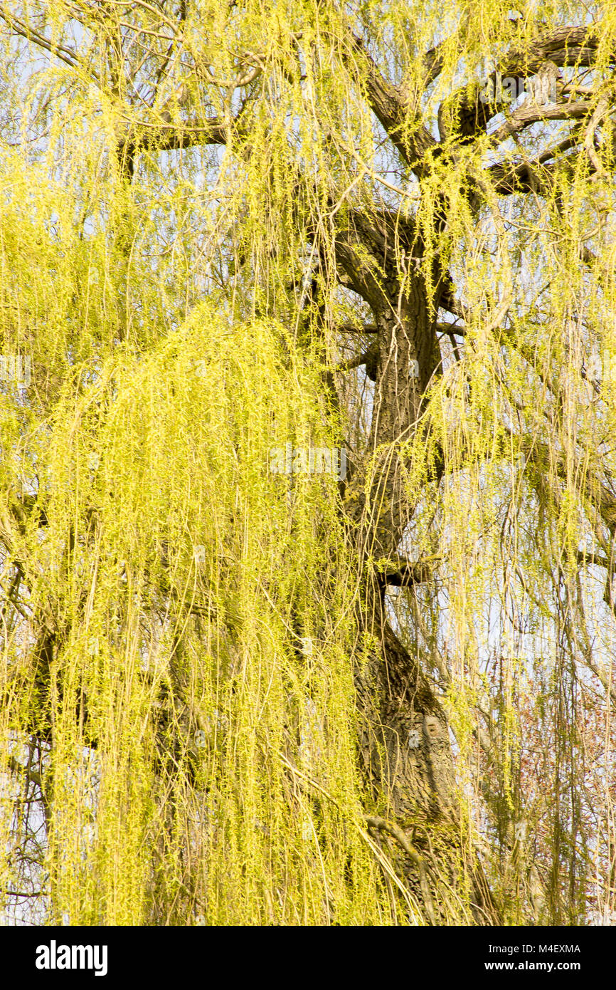 Weeping willow Salix alba var. tristis Stock Photo