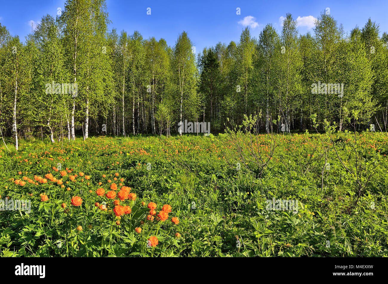 Spring landscape with the wild Globe-flowers (Trollius asiaticus) Stock Photo