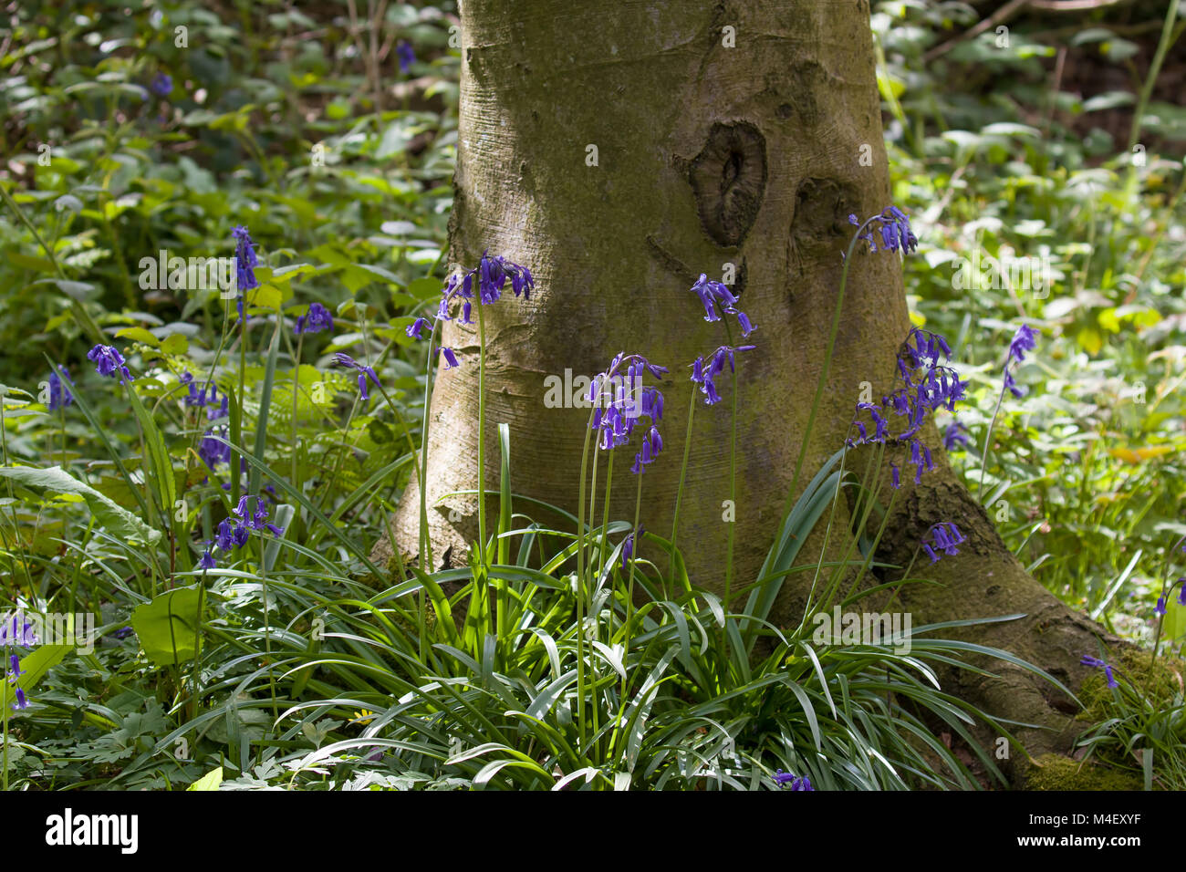 Bluebells in English Woodland Stock Photo