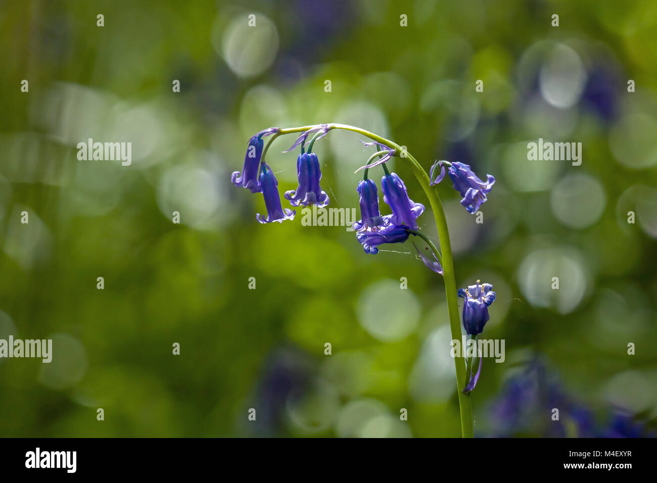 Bluebells Backlit by Sun Stock Photo
