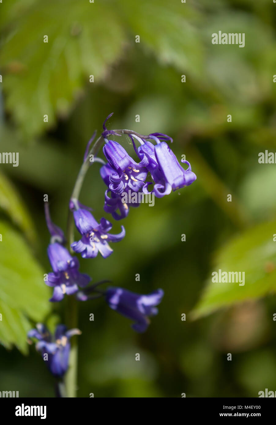 Bluebells with Yellow Pollen Stock Photo