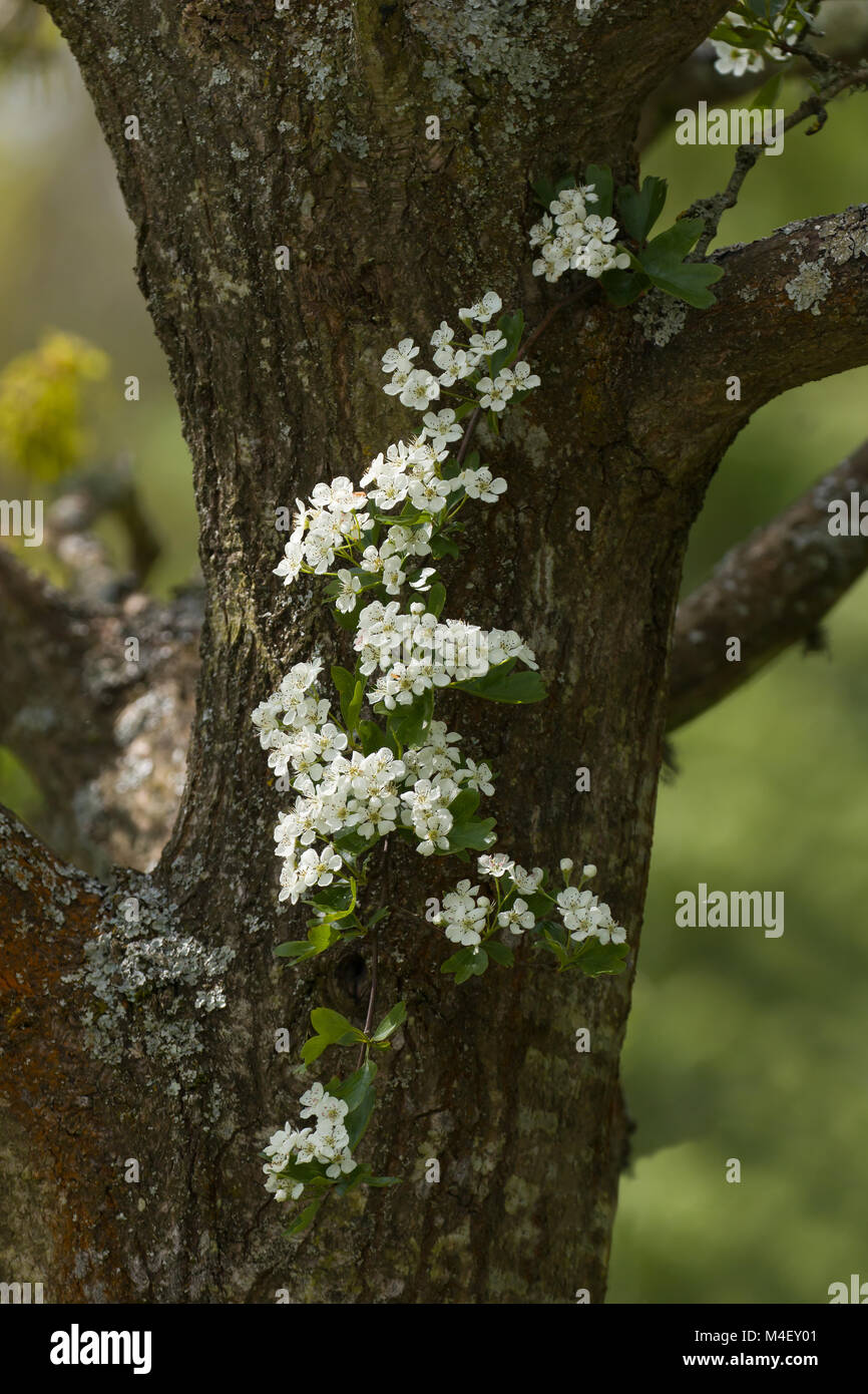 Hawthorn Blossom against Tree Stock Photo