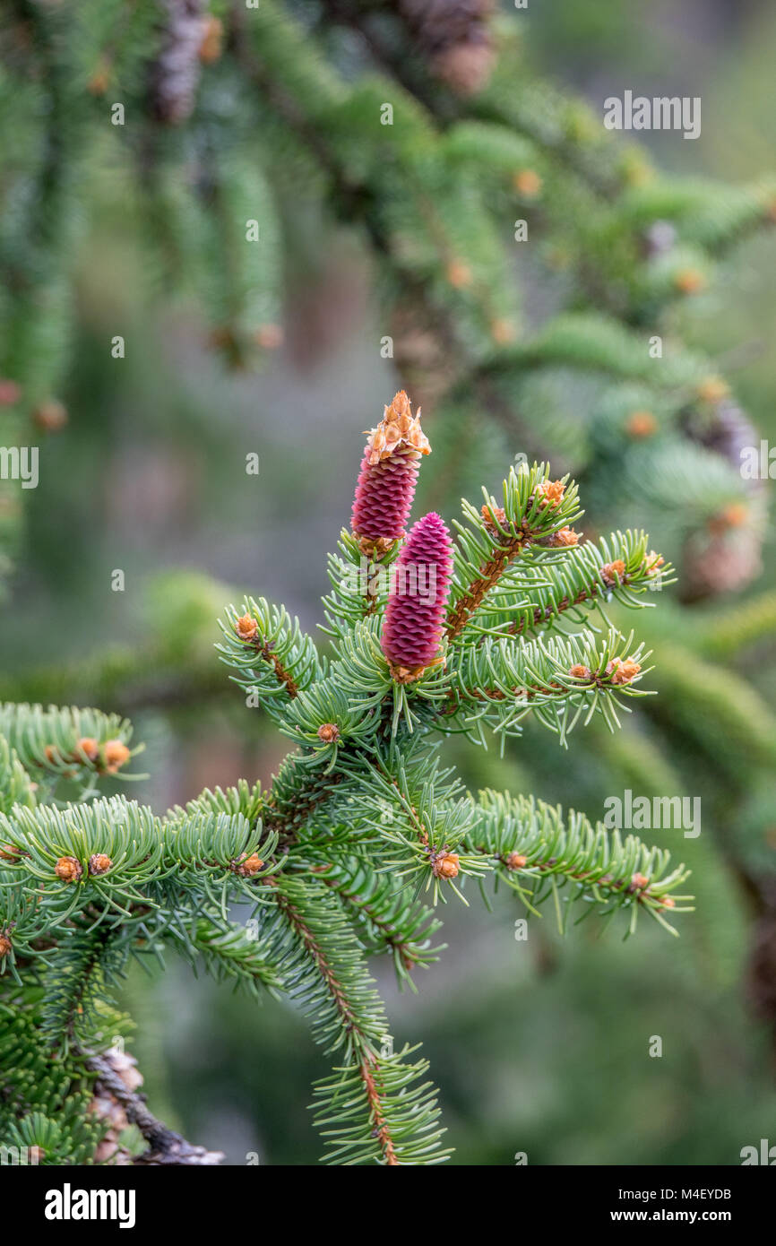 Norway spruce Stock Photo