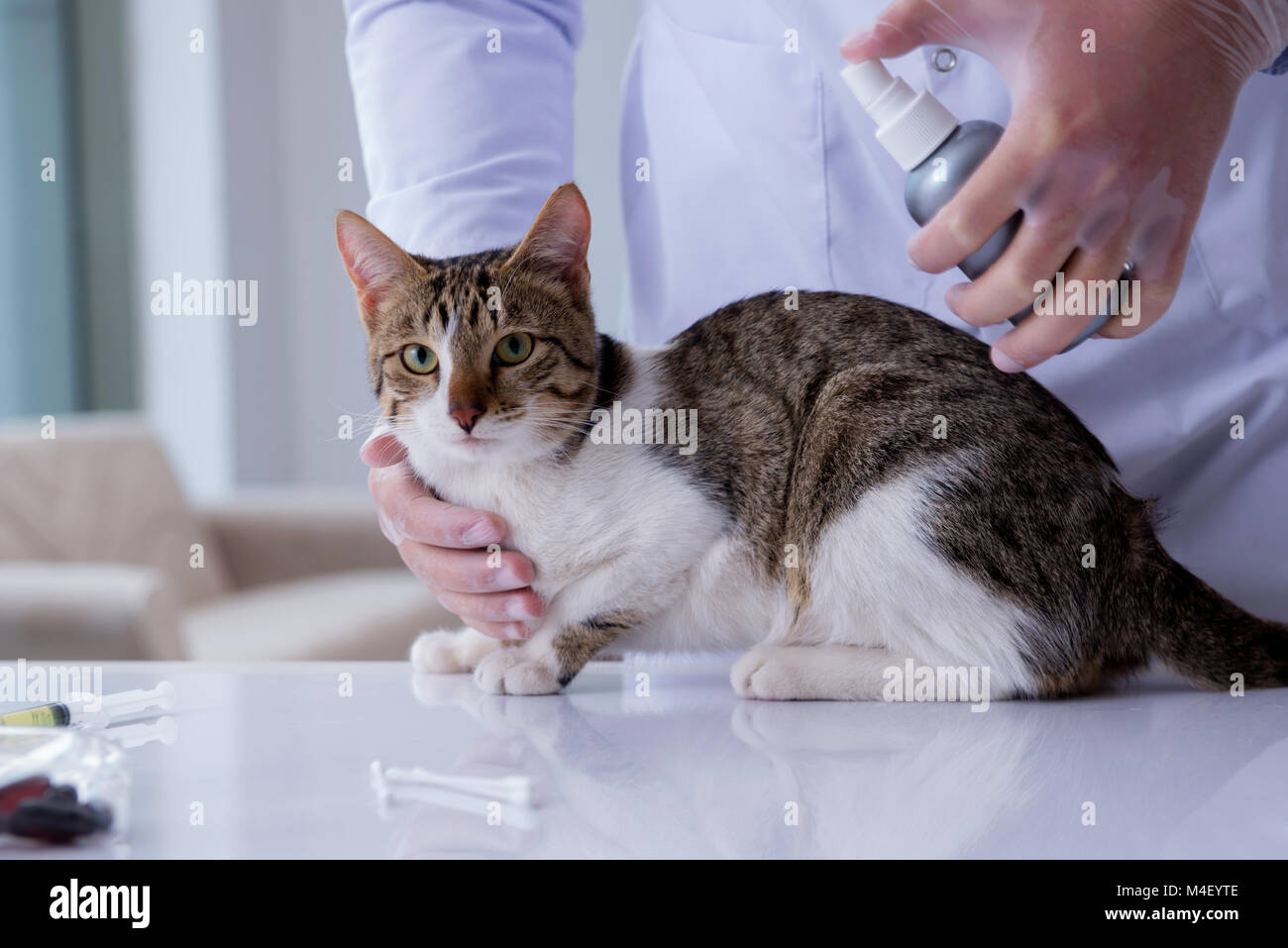 Cat visiting vet for regular check up Stock Photo Alamy