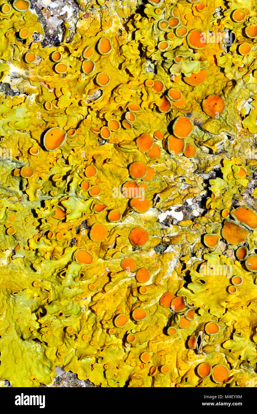 Common Orange Lichen (Xanthoria parietina) on concrete in Hampshire, England Stock Photo