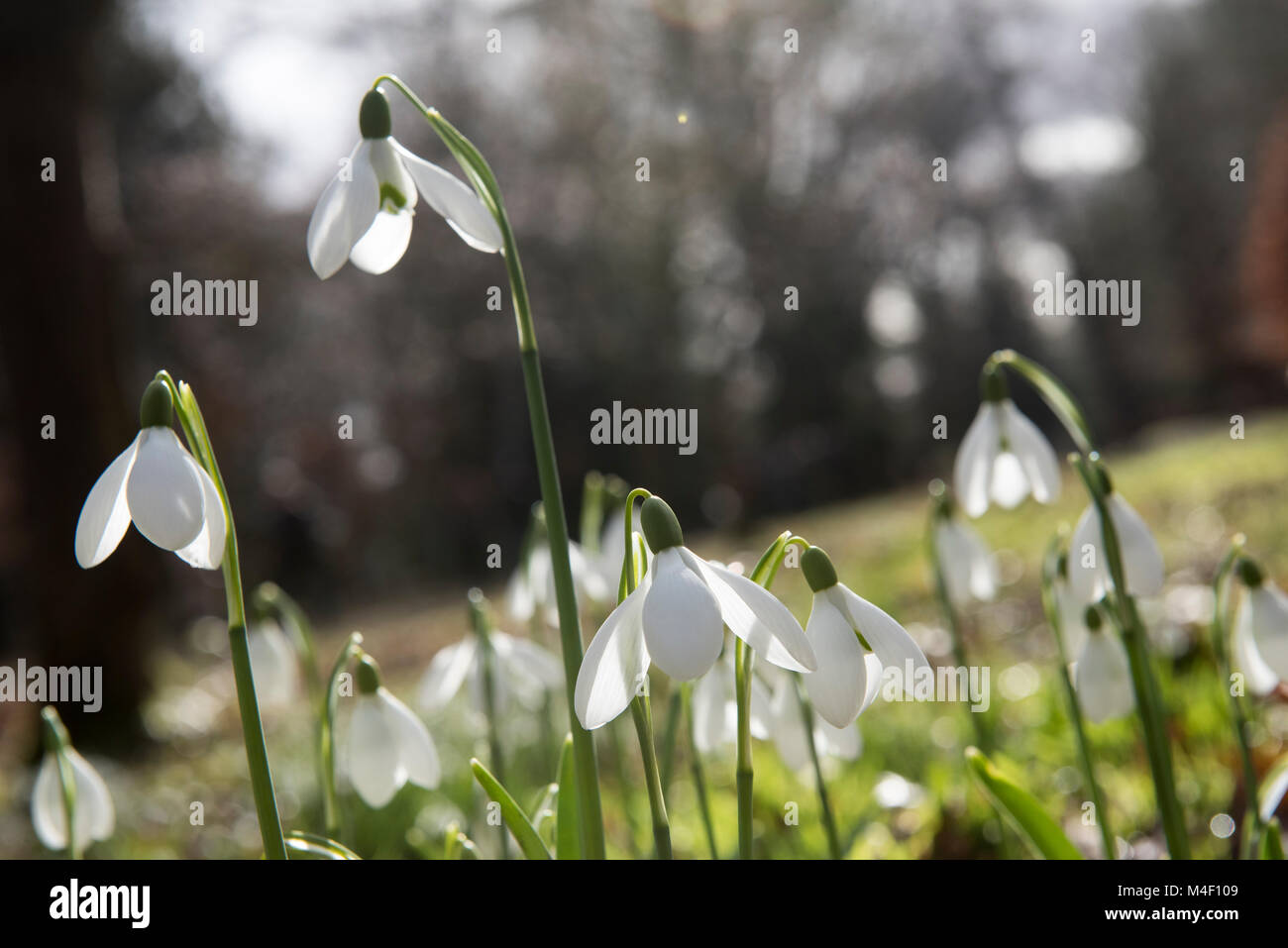 Snowdrops at Hodsock Priory in Blyth, near Worksop in Nottinghamshire England UK Stock Photo