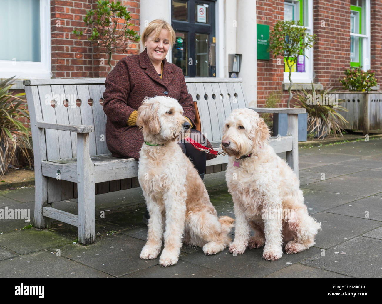 Pair of large white dogs, possibly Goldendoodle dogs, sitting with a woman on a bench in the UK. Stock Photo