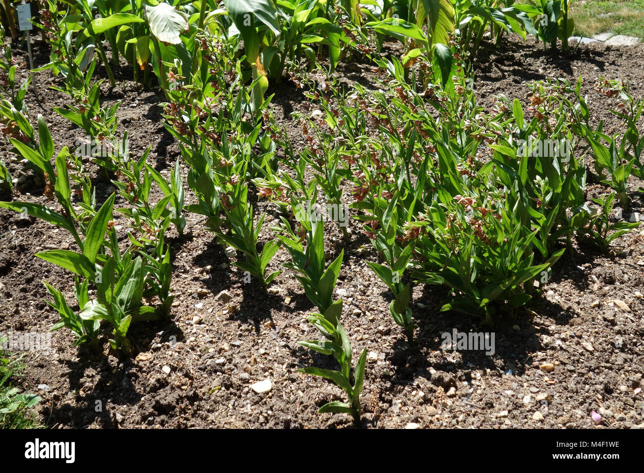 Epipactis gigantea, stream orchid Stock Photo