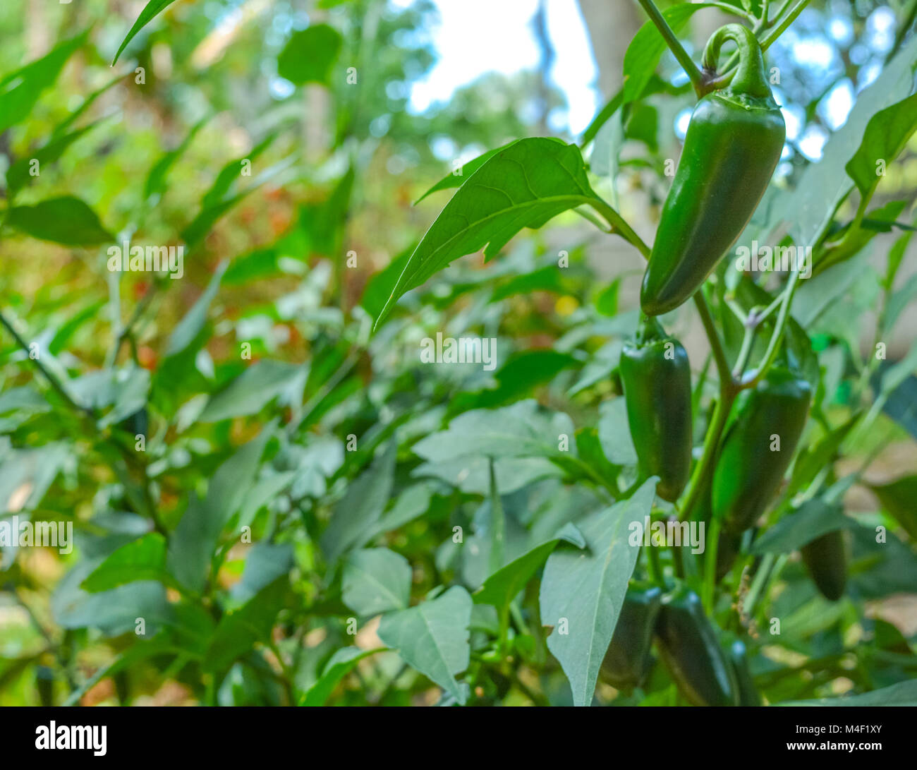 Florida vegetable seeds hires stock photography and images Alamy