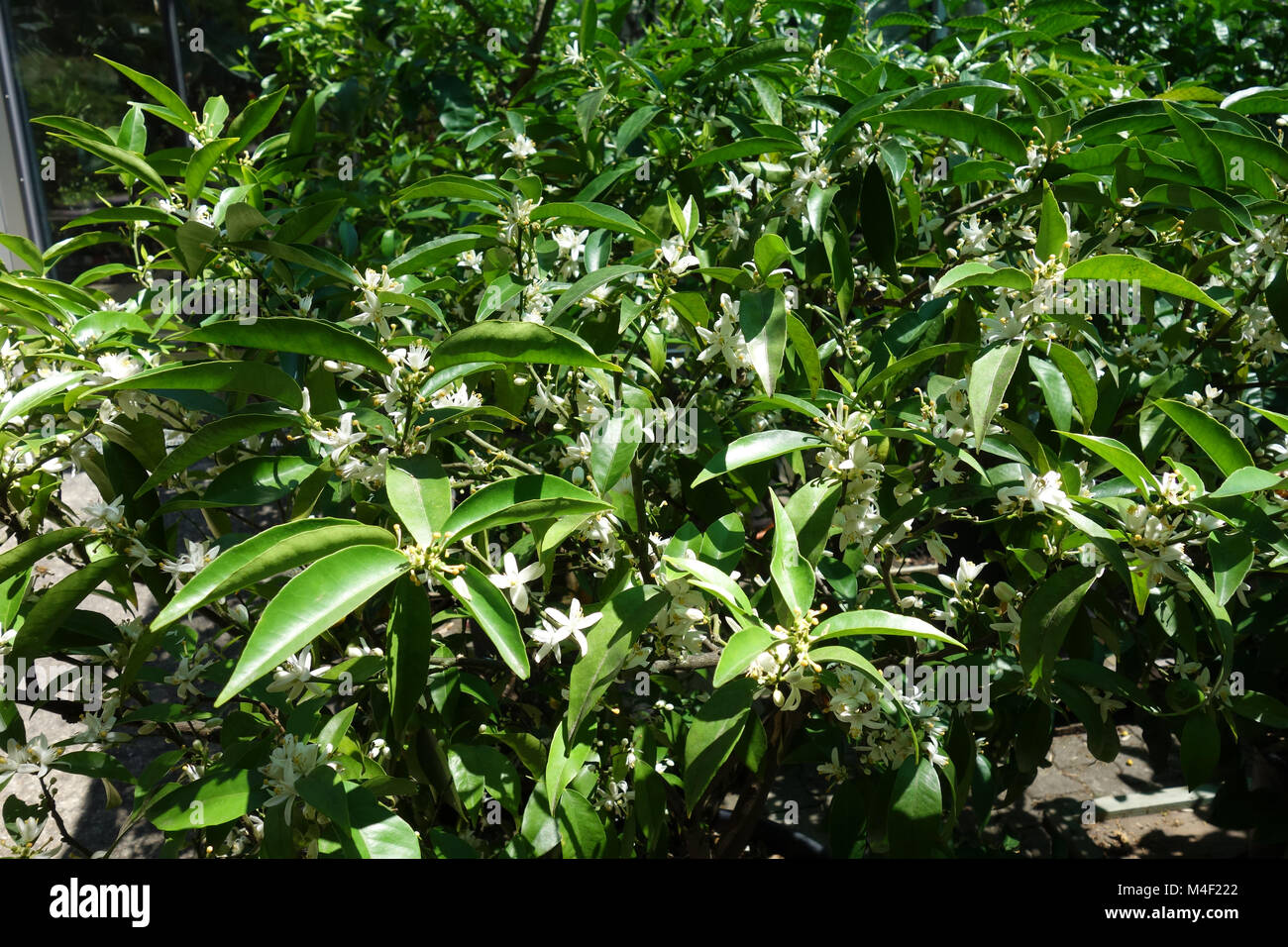 Citrus reticulata, mandarin Stock Photo
