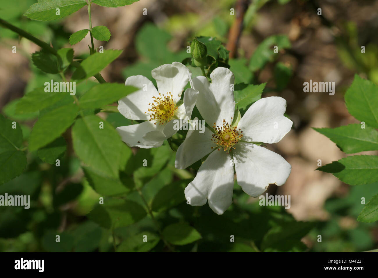 Rosa arvensis, Field rose Stock Photo - Alamy