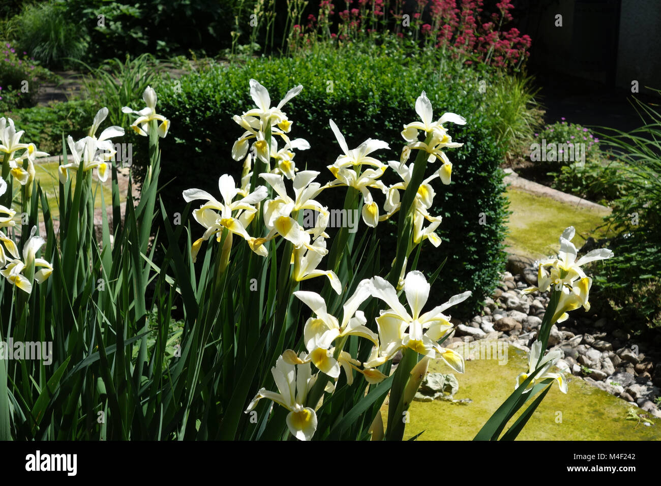 Iris ochroleuca, syn. Iris orientalis, oriental iris Stock Photo