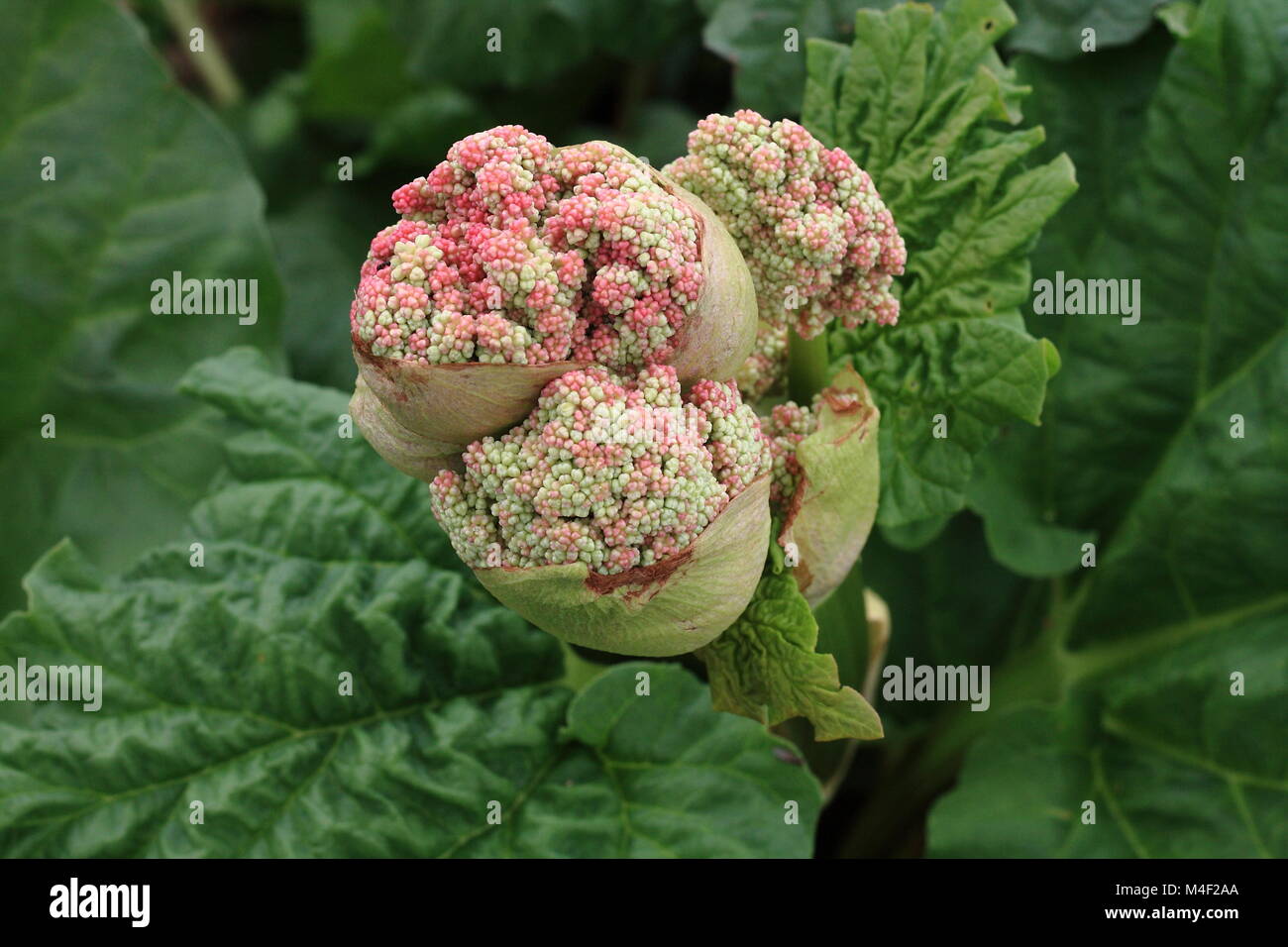 Rhubarb blossom Stock Photo