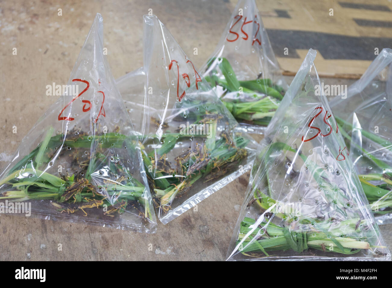 Grasshoppers in Bags Stock Photo