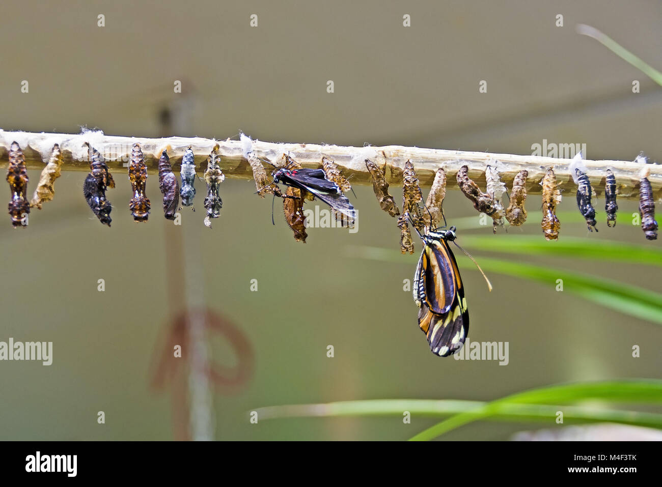 butterflies emerging from  pupas Stock Photo