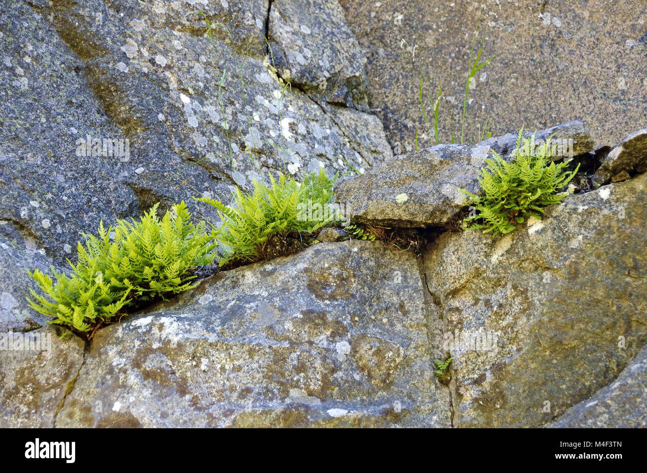 fern growing on granite Stock Photo