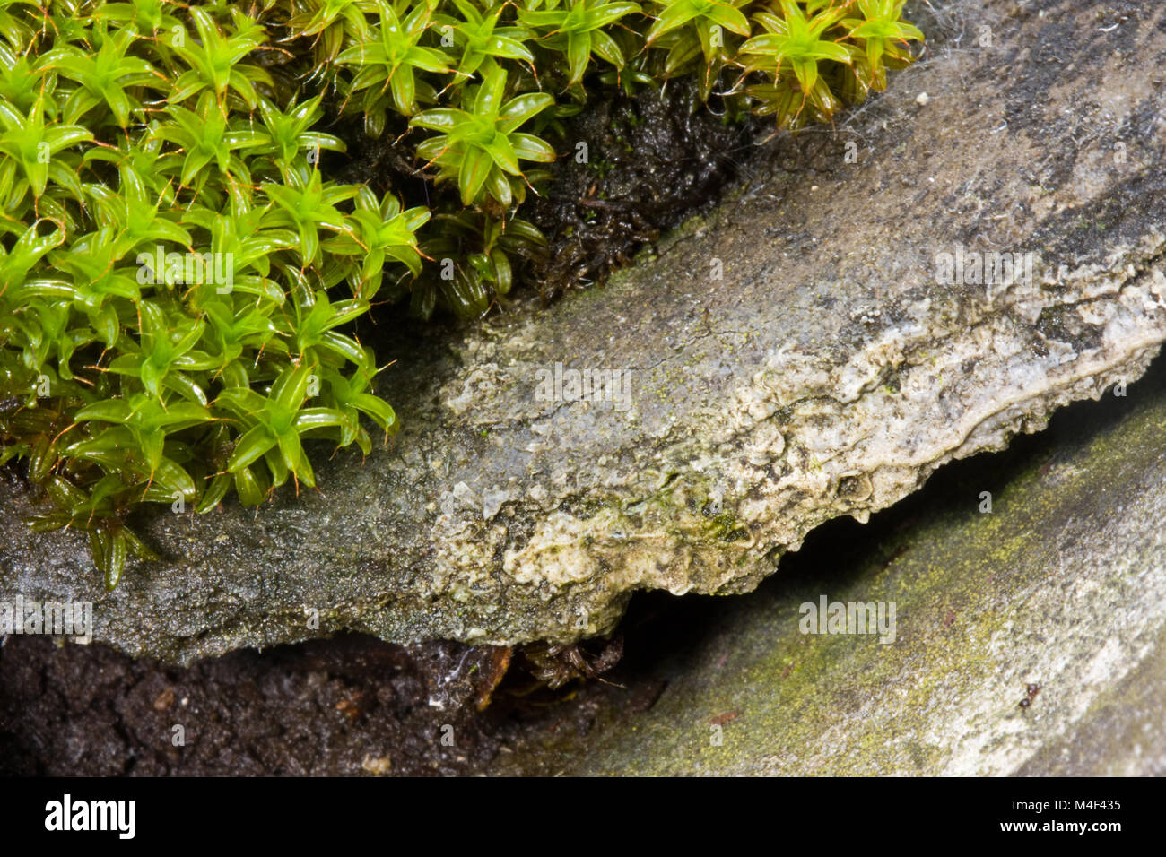 Swan’s-neck thyme-moss growing on old, detoriated corrugated asbestos cement roofing sheets Stock Photo