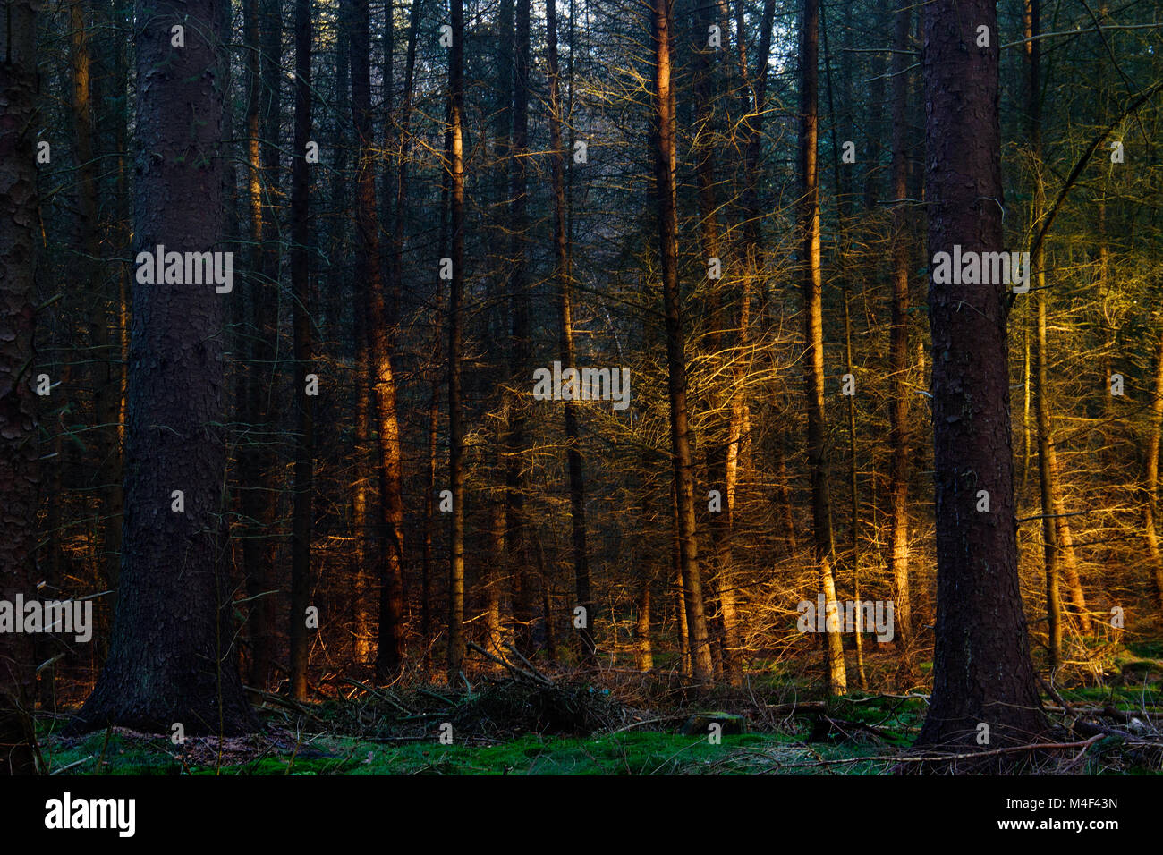 Sunset casts a golden light on some trees in a dark pine forest Stock ...