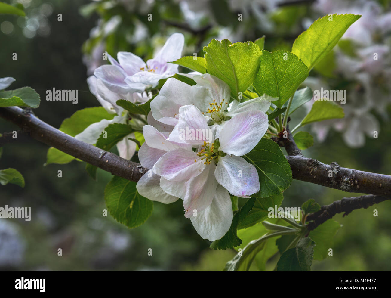 wild pear flowers bloomed. Abruzzo, Italy, Europe Stock Photo