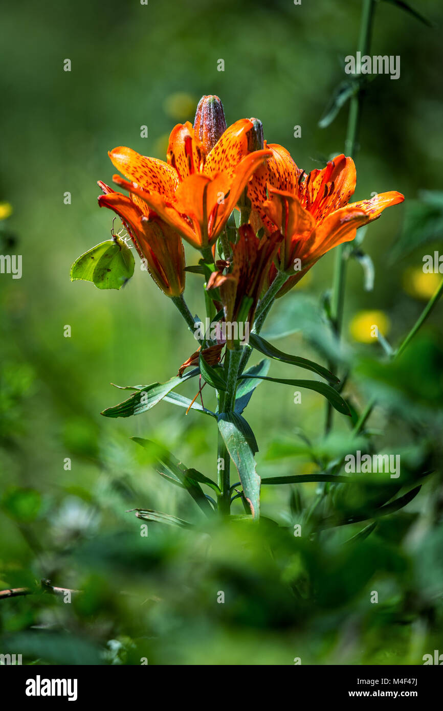 a green butterfly attracted by the Red Lily, also called Giglio di San Giovanni. Abruzzo, Italy, Europe Stock Photo