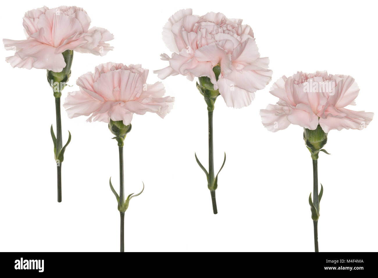 Three Pale Pink Carnations Dianthus creating a composite, isolated on a White Background Stock Photo