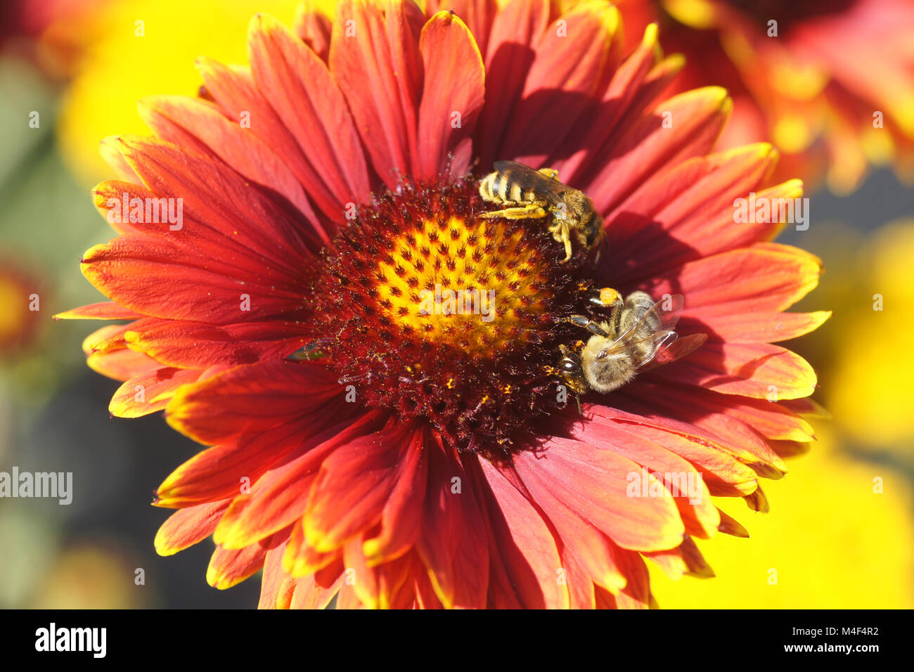 Gaillardia aristata, blanket flower, with bees Stock Photo