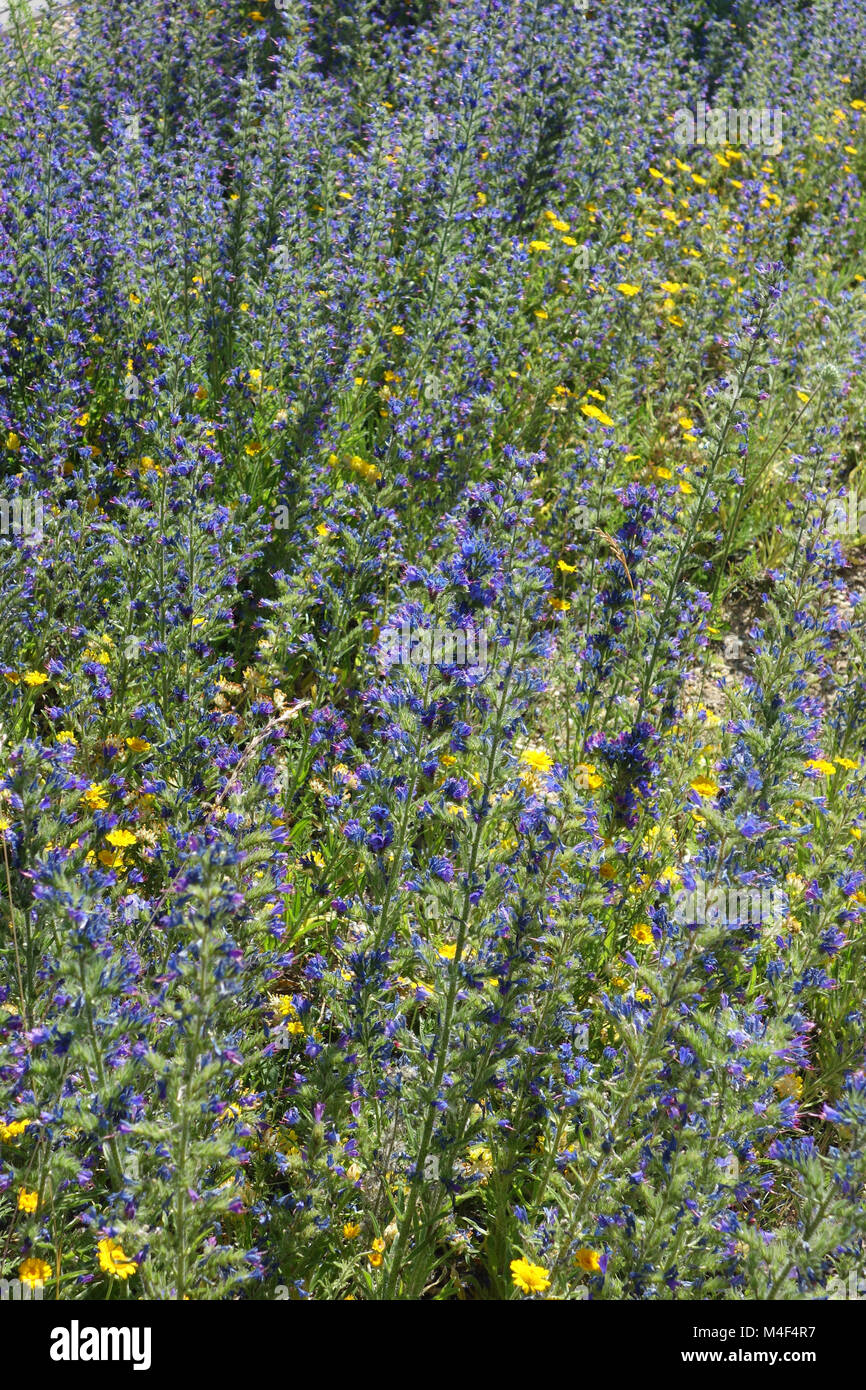 Echium vulgare, vipers bugloss Stock Photo