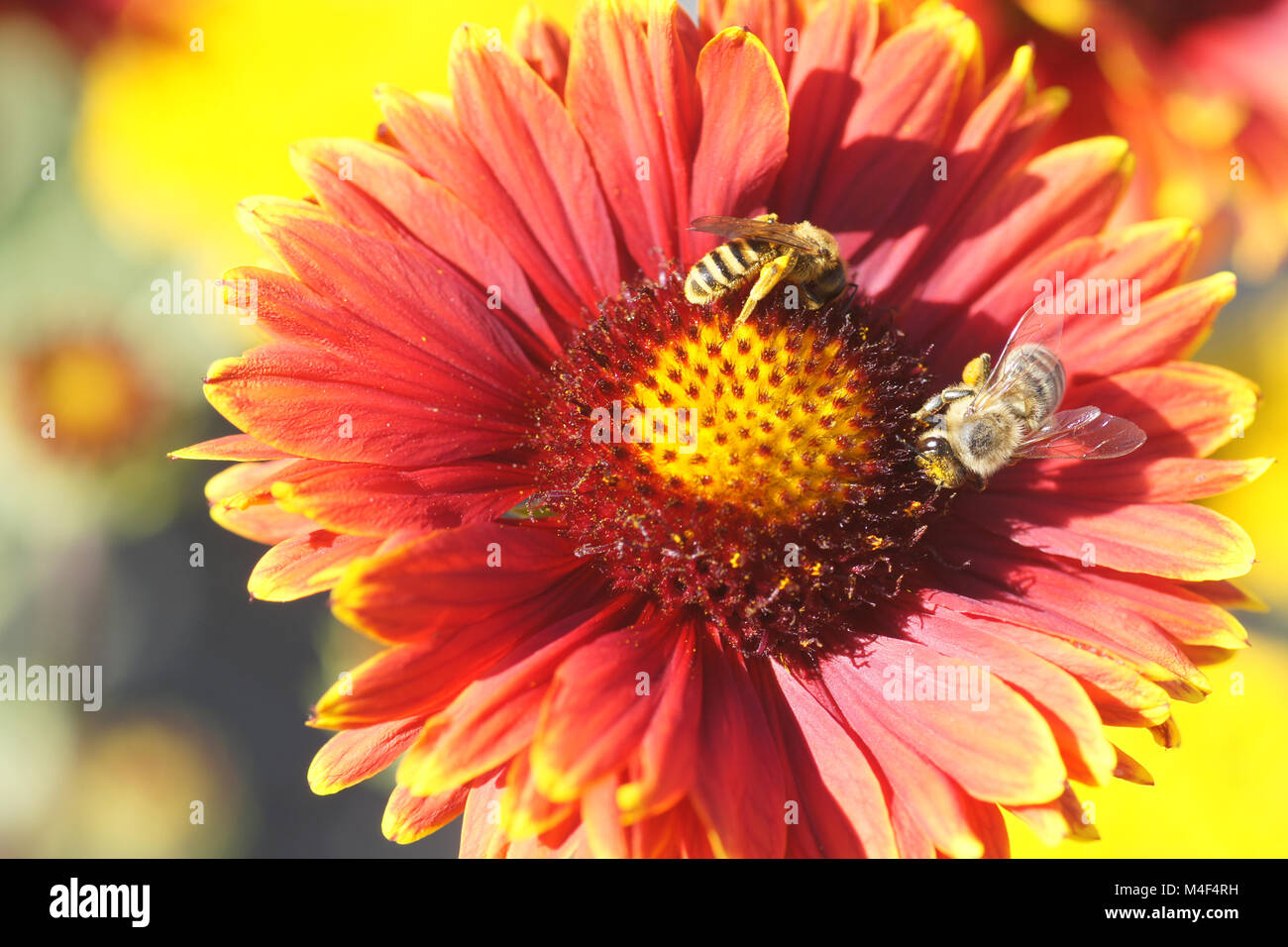 Gaillardia aristata, blanket flower, with bees Stock Photo