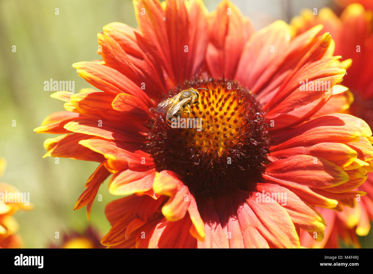 Gaillardia aristata, blanket flower, with bee Stock Photo