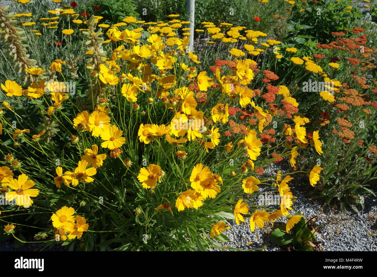 Coreopsis grandiflora, large-flowered tickseed Stock Photo