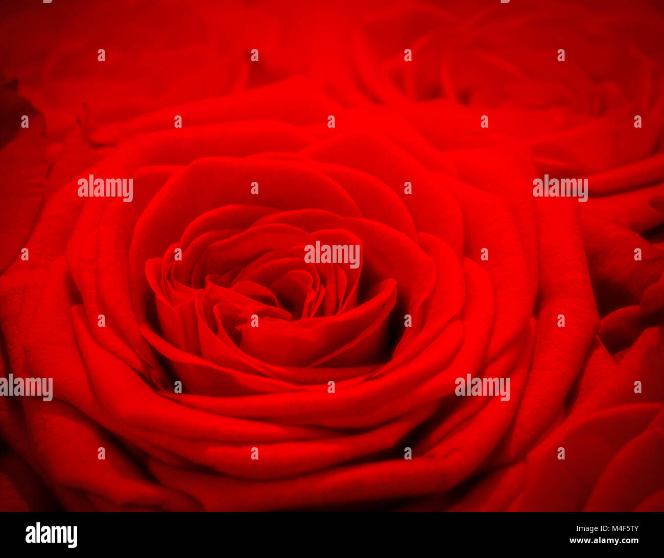 Red rose background. Romantic love greeting card Stock Photo