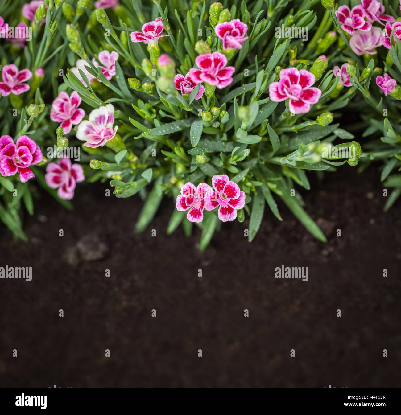 Flowers in grass growing from natural clean soil Stock Photo Alamy