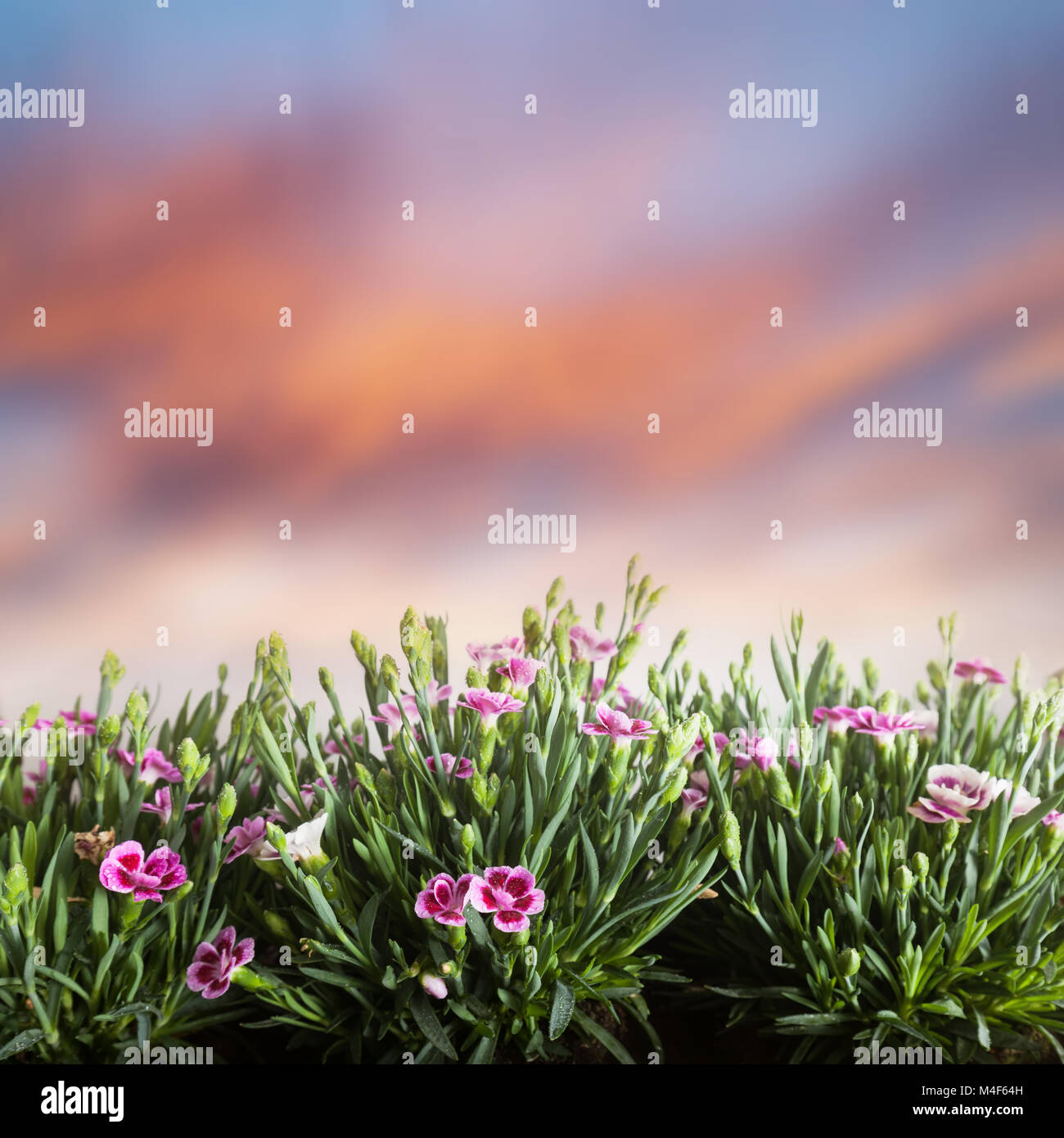 Beautiful meadow green grass flowers hi-res stock photography and ...