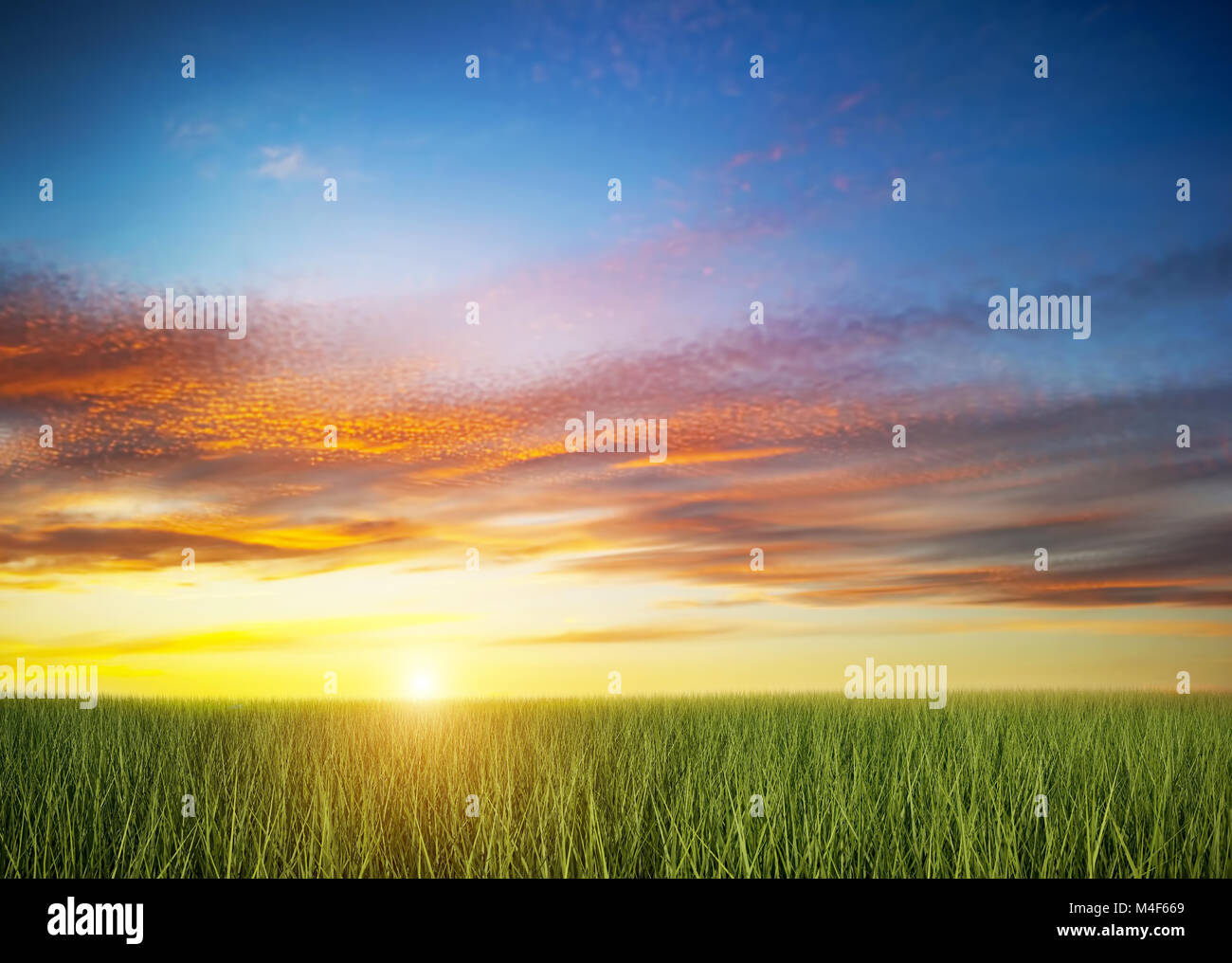 Green grass field under colorful sunset sky. Stock Photo