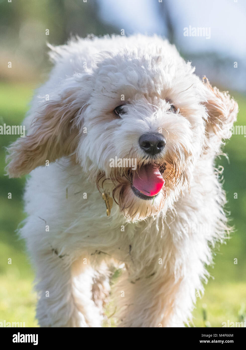 Cockerpoo britain hi-res stock photography and images - Alamy