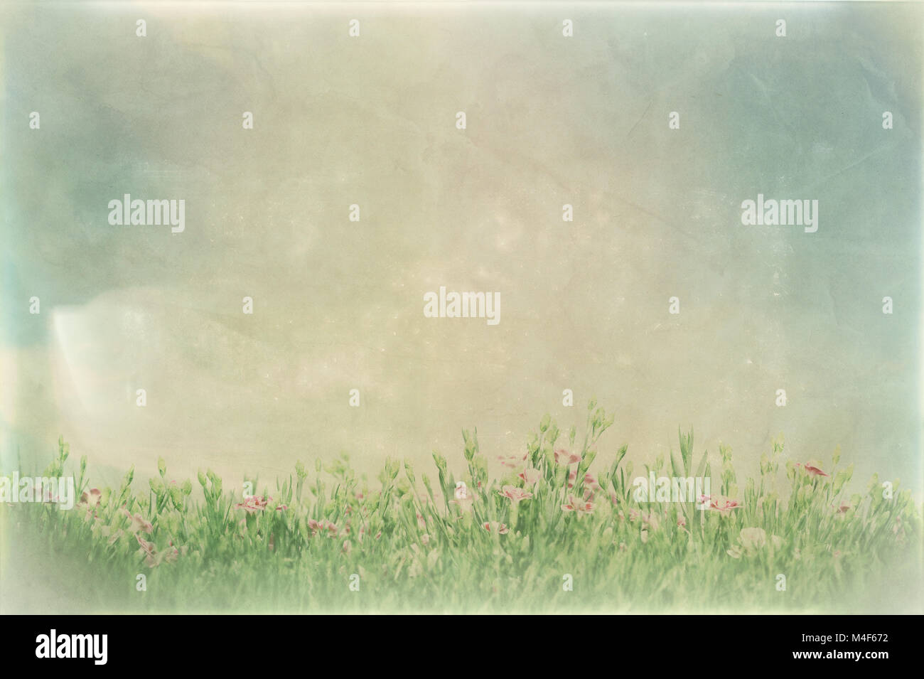 Vintage picture of summer meadow flowers in green grass. Stock Photo