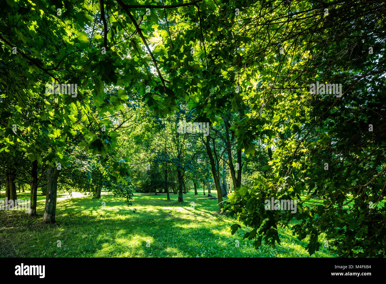 Green summer park vivid landscape Stock Photo