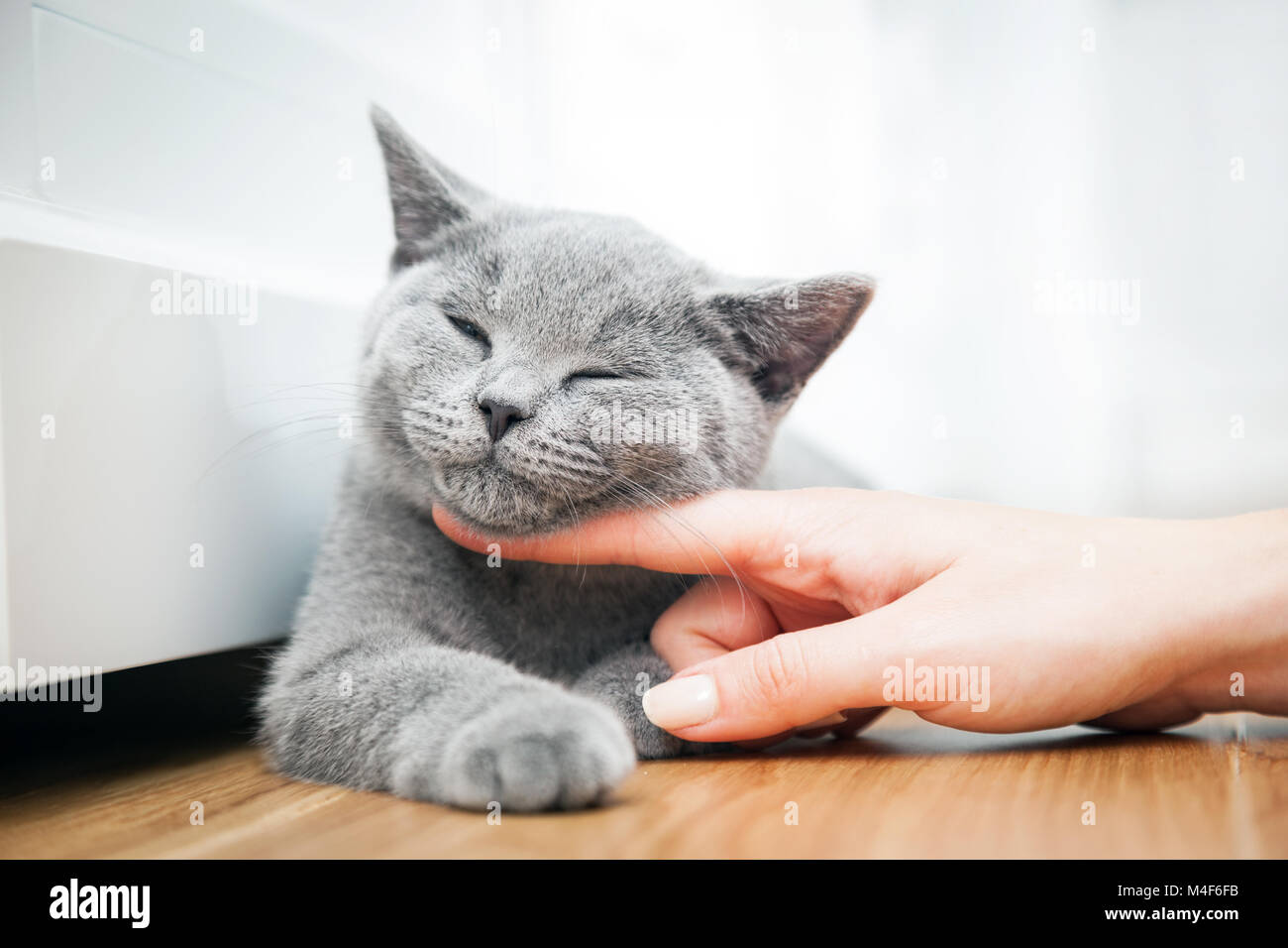 Happy kitten likes being stroked by woman's hand. Stock Photo