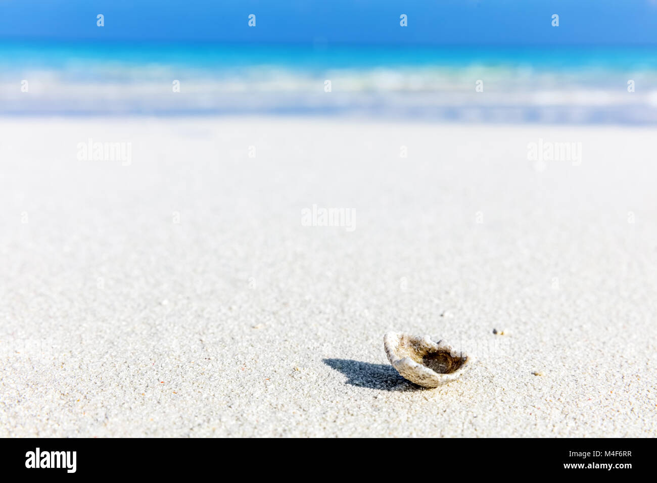Shell, coral reef on sandy tropical beach in Maldives Stock Photo