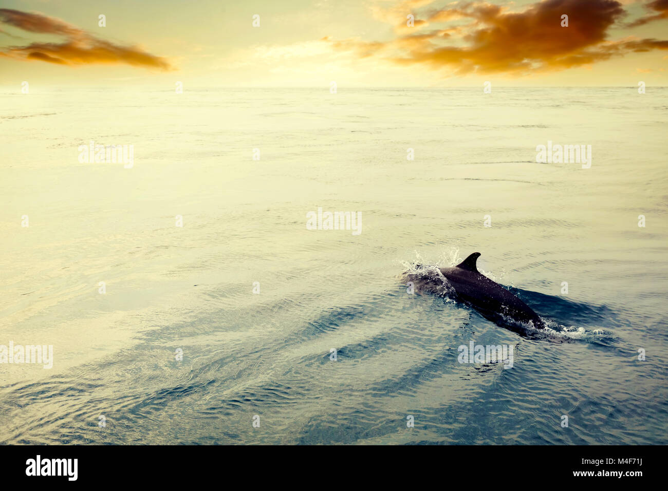 Dolphin jumping in the ocean at sunset. Maldives Stock Photo