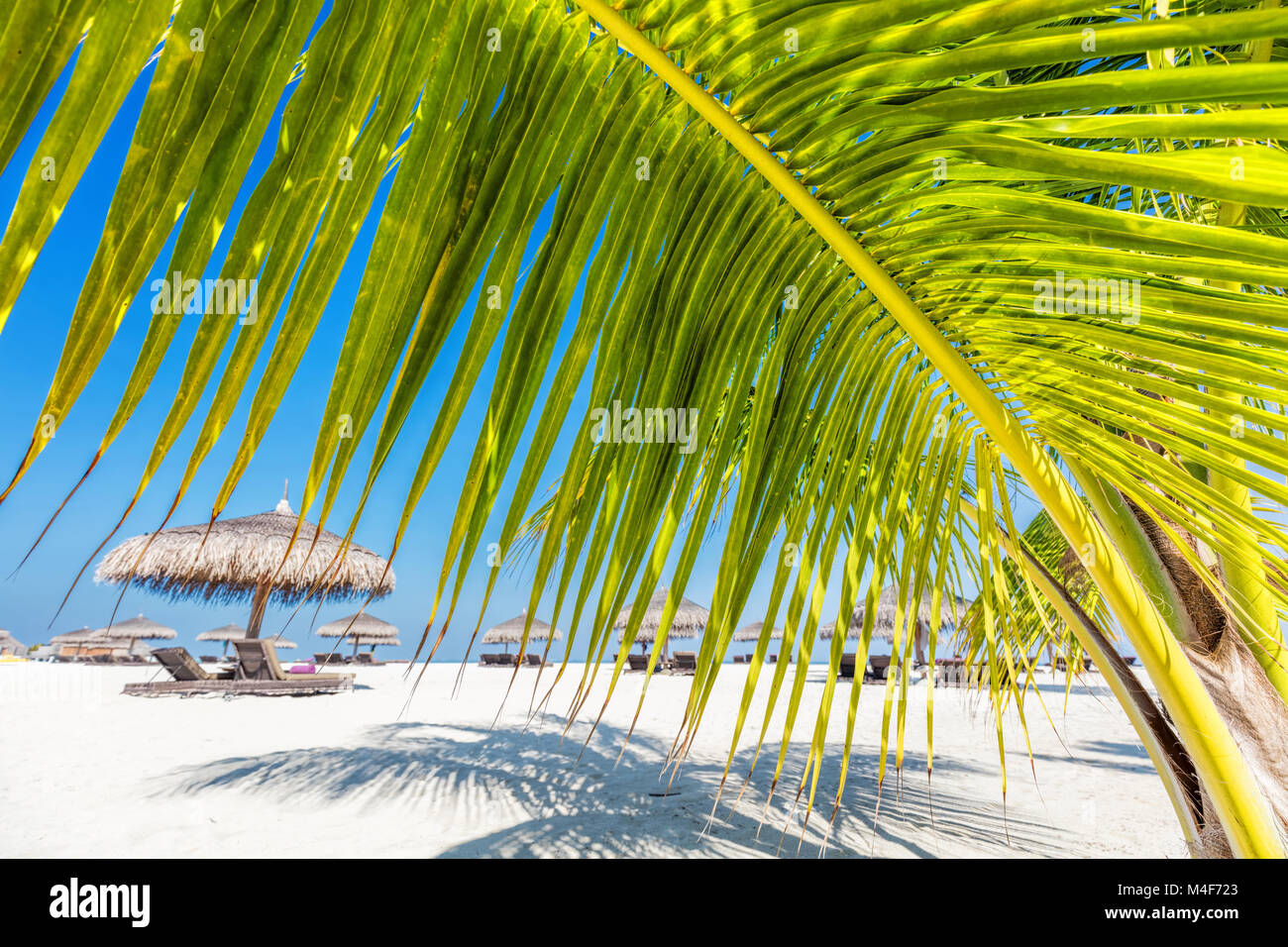 Green palm tree on tropical beach in Maldives Stock Photo