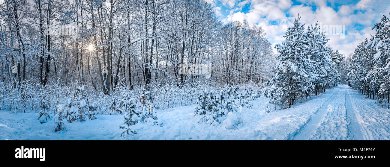 Panorama of winter park with frozen trees and snow. Stock Photo
