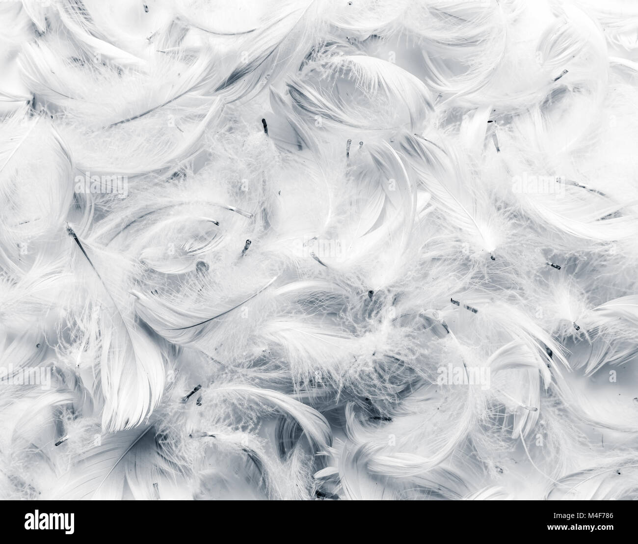 Black and white feathers background. Stock Photo