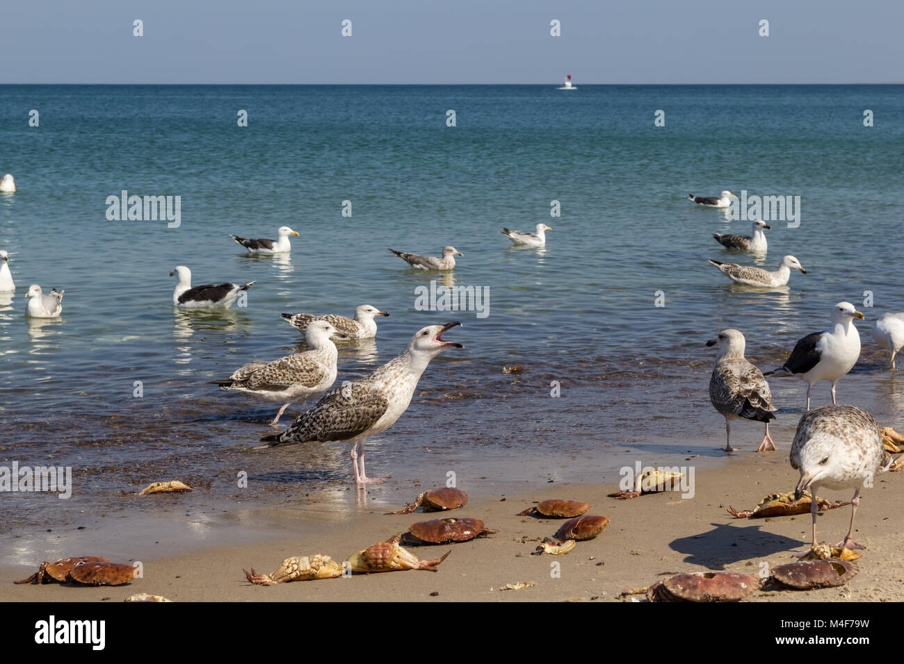 European herring gulls (Larus argentatus) and great black-backed gulls (Larus marinus) on Klitmoeller Beach, Thisted Municipality, Denmark Stock Photo