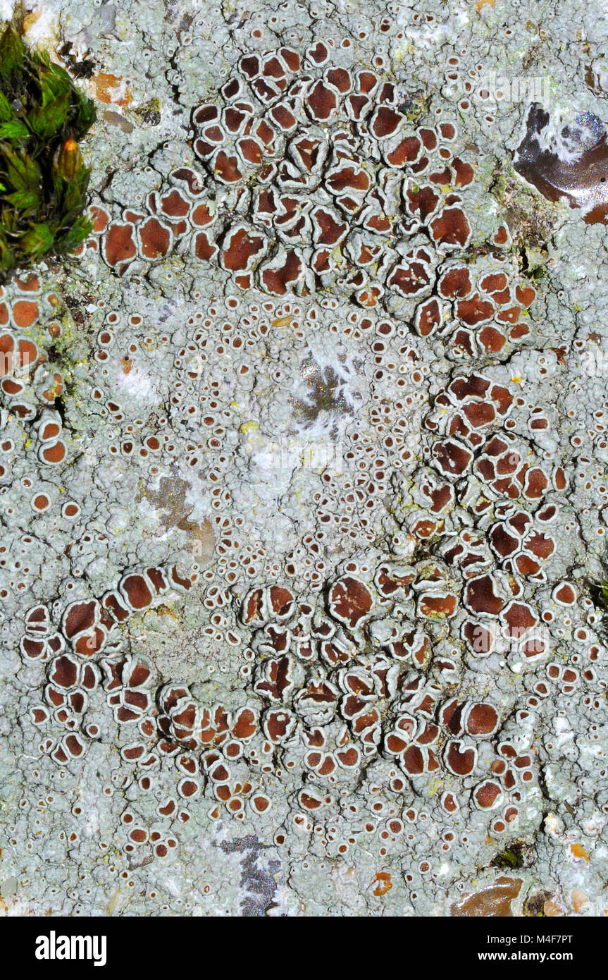 Lecanora campestris lichen on concrete. Stock Photo