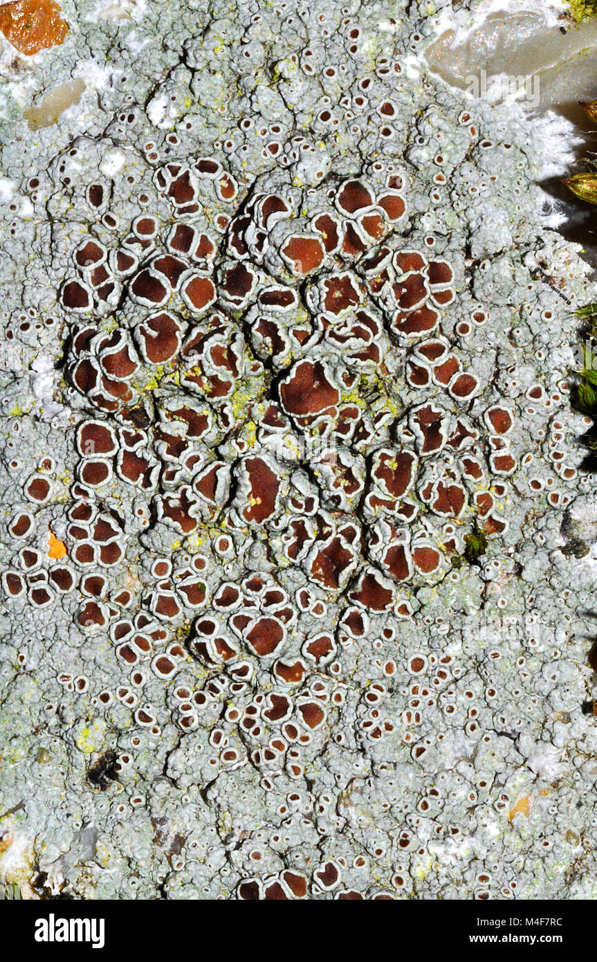 Lecanora campestris lichen on concrete. Stock Photo