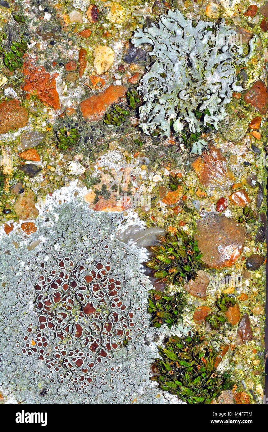 Lecanora campestris lichen on concrete. Stock Photo